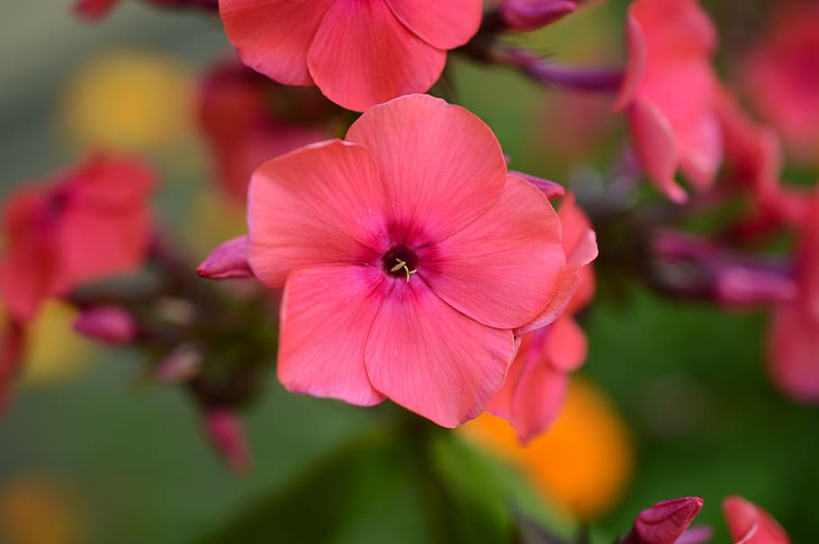 geranium, blossom, pink, flower, summer, nature, plant, petal HD wallpaper