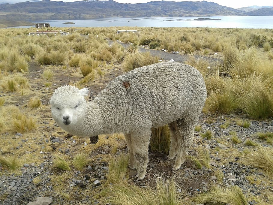 lama, andes, peru, sheep, nature, animal, llama, mountain, animal themes HD wallpaper