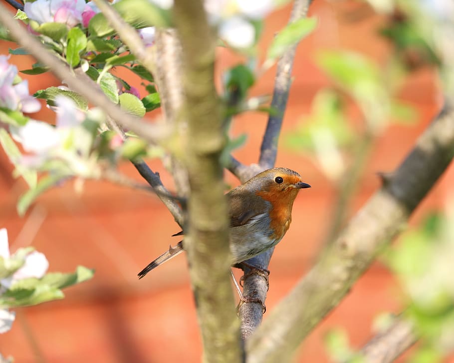 brown bird on tree close-up photo, Robin, animal wildlife, one animal HD wallpaper