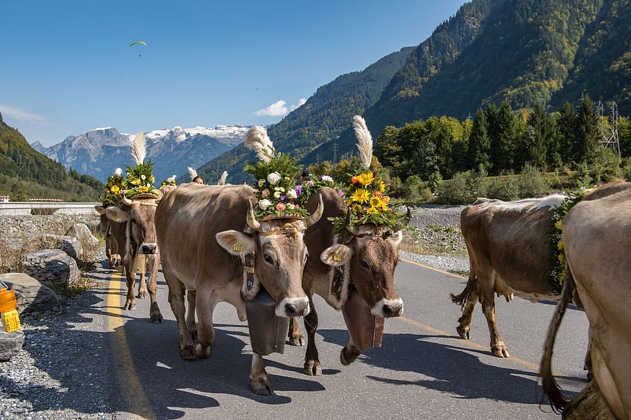 alpine, désalpe, descent, cows, autumn, livestock, agriculture HD wallpaper
