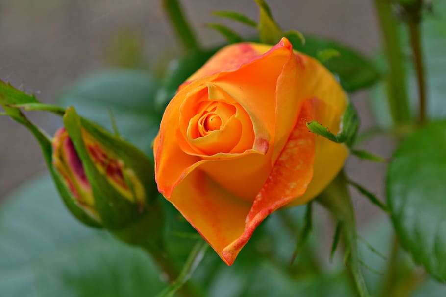 rose, orange, orange rose, flowers, orange flowers, garden, HD wallpaper