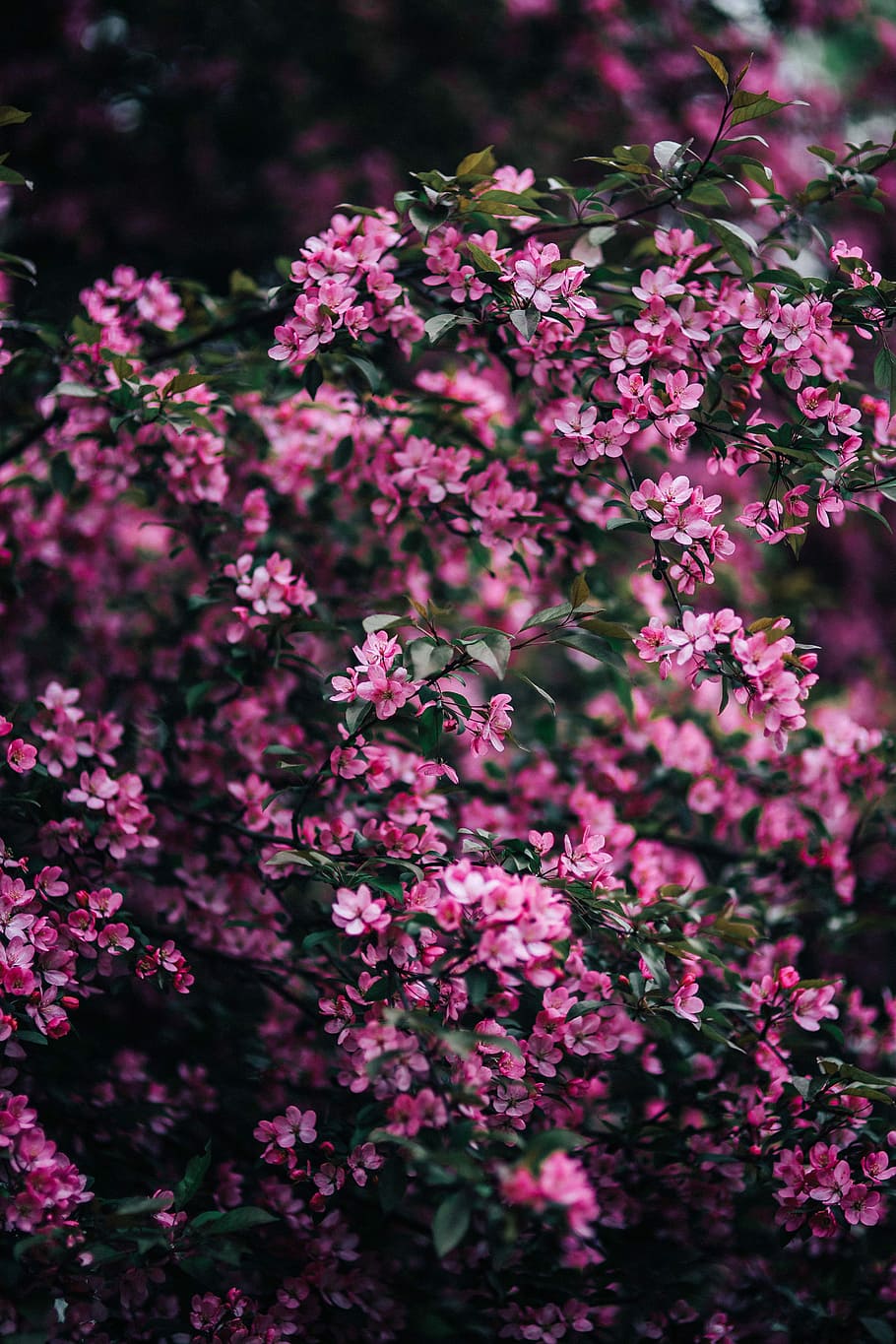 Lovely pink flowers blooming from the tree branches, copy space