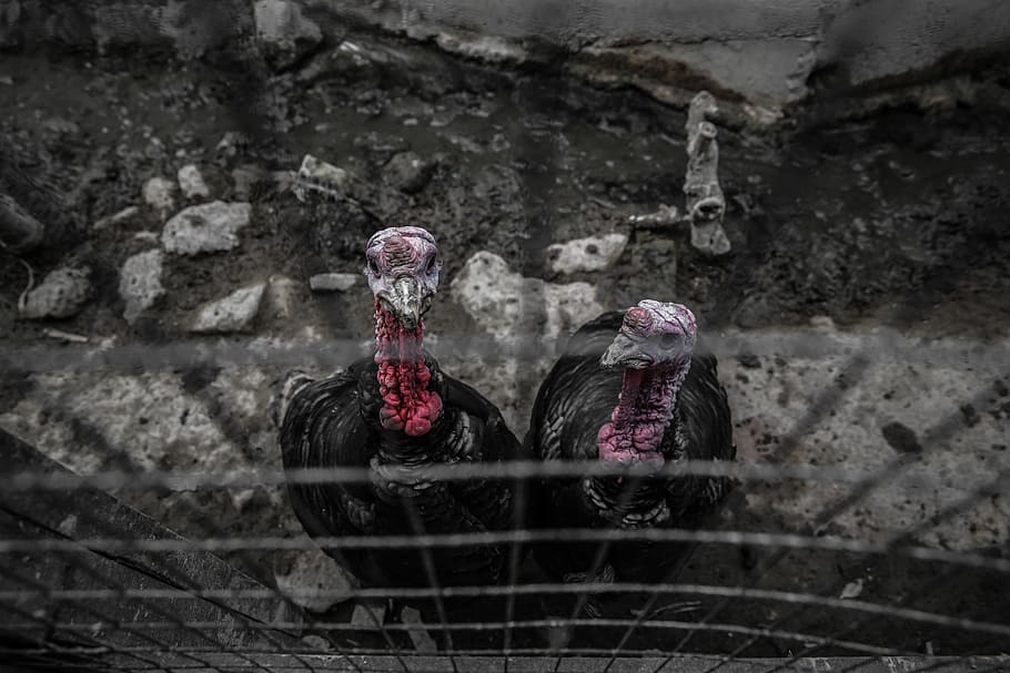 animal, turkey, birds, people, architecture, day, real people HD wallpaper