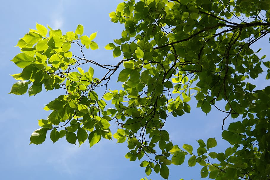 green leafed tree under blue sky, Leaves, Green, Green, Tree, HD wallpaper