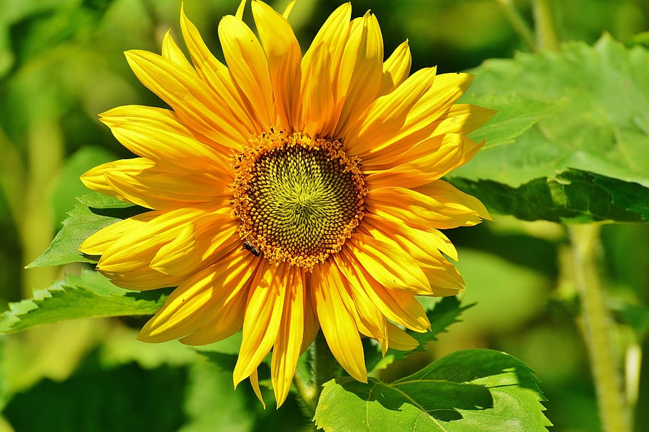 sun flower, bee, summer, garden, blossom, bloom, yellow, insect HD wallpaper