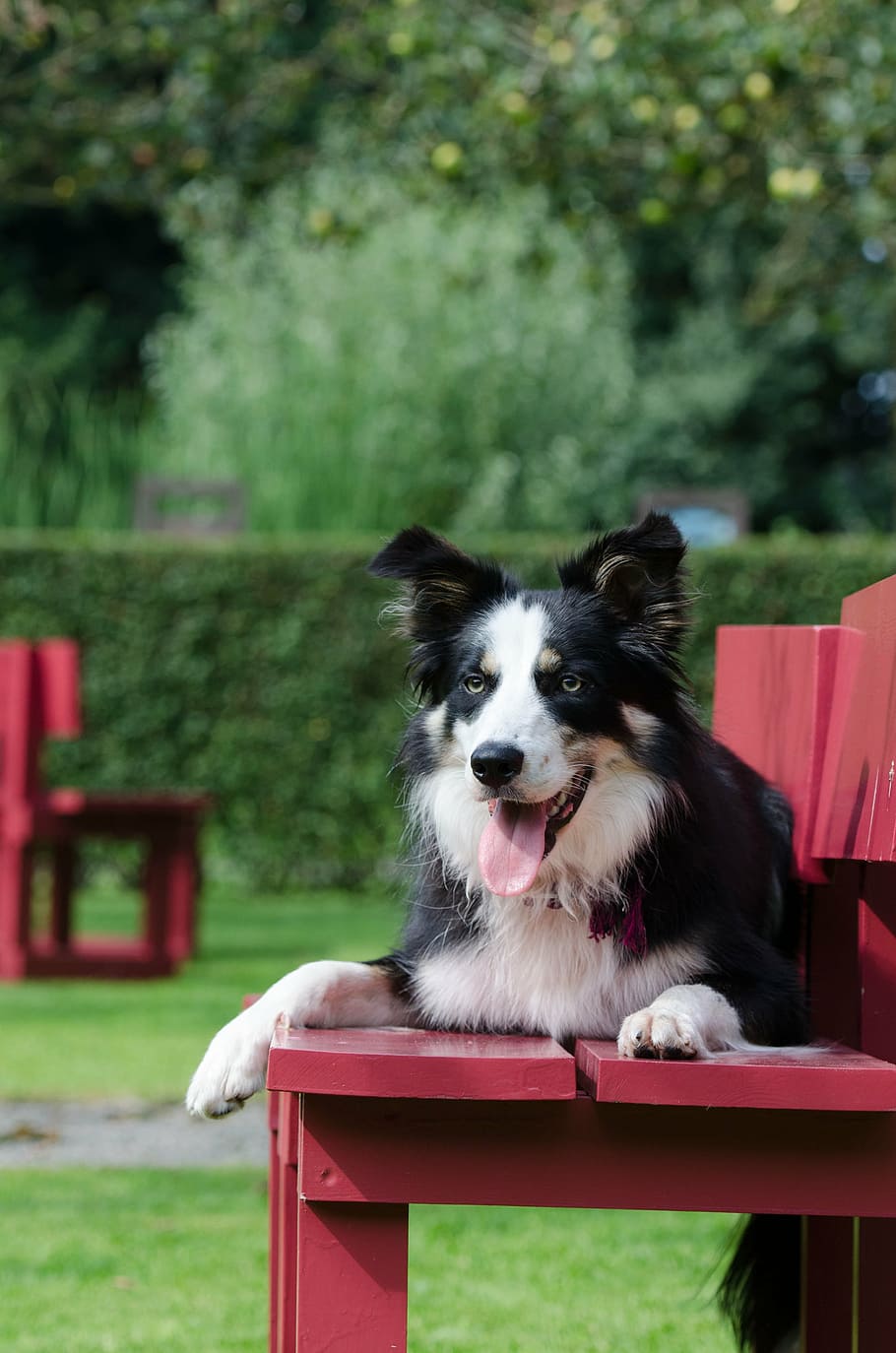 lying dog, space, wait, look nice, expectant, nature, curious HD wallpaper