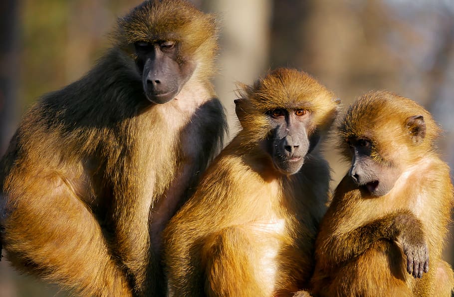 photo of three brown monkeys near each other, animals, ape, berber monkeys