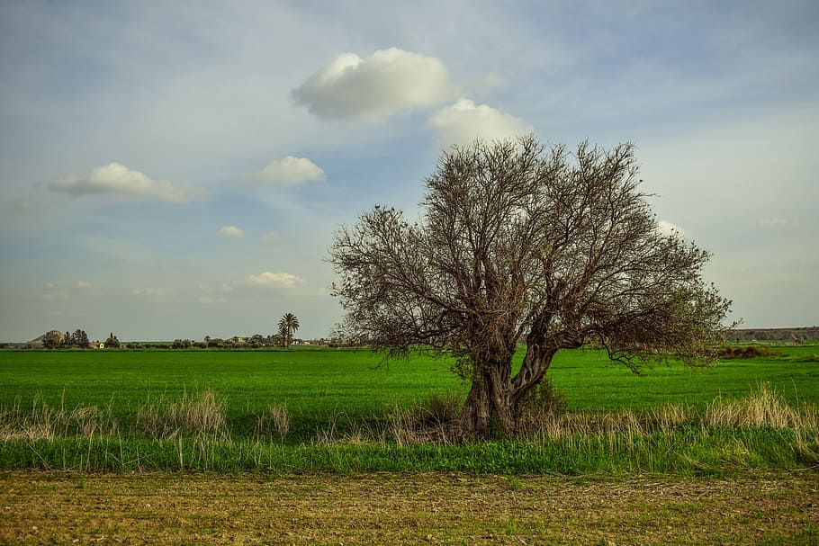bare tree at the middle of grass covered field during day, landscape HD wallpaper