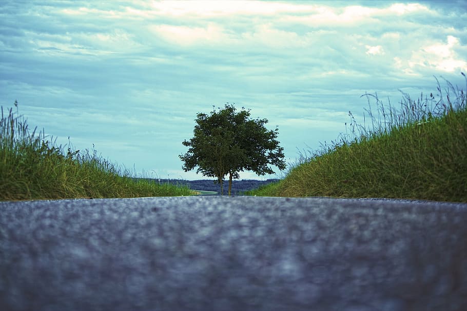 tree, road, nature, away, asphalt, landscape, endless, direction HD wallpaper