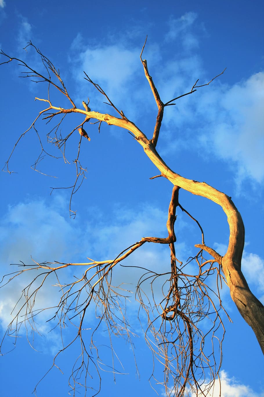 tree, old, dead, dry, sun, bird, sky, blue, plant, low angle view HD wallpaper