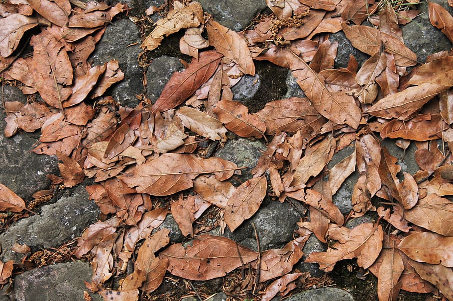 dry, nature, texture, pattern, leaf, outdoors, plant, no person HD wallpaper