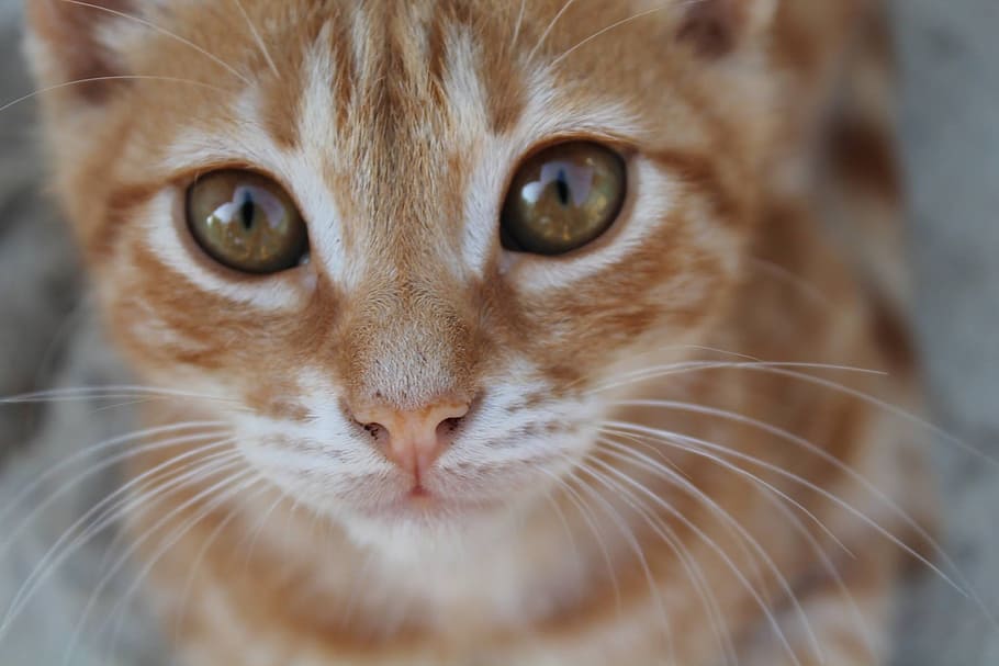 Cat, Wrap, Eyes, domestic cat, pets, one animal, animal themes HD wallpaper