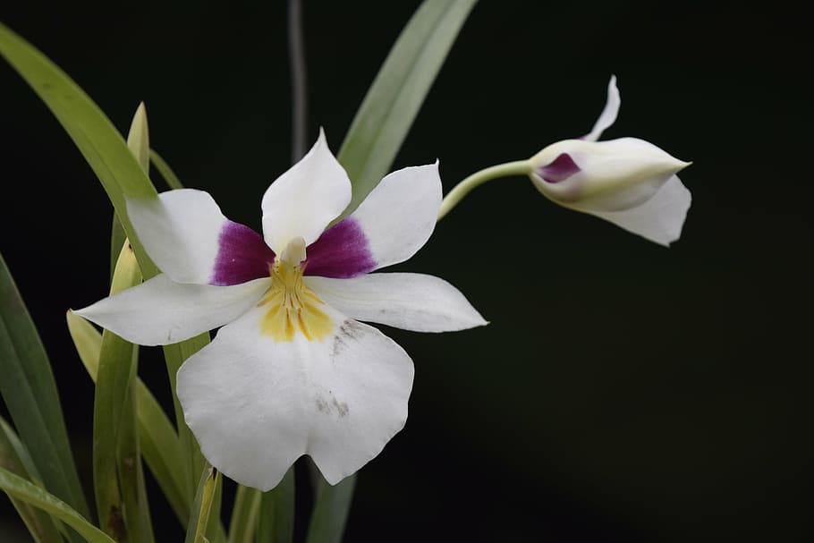 orchid, flower, nature, nikon d5300, flowering plant, petal, HD wallpaper