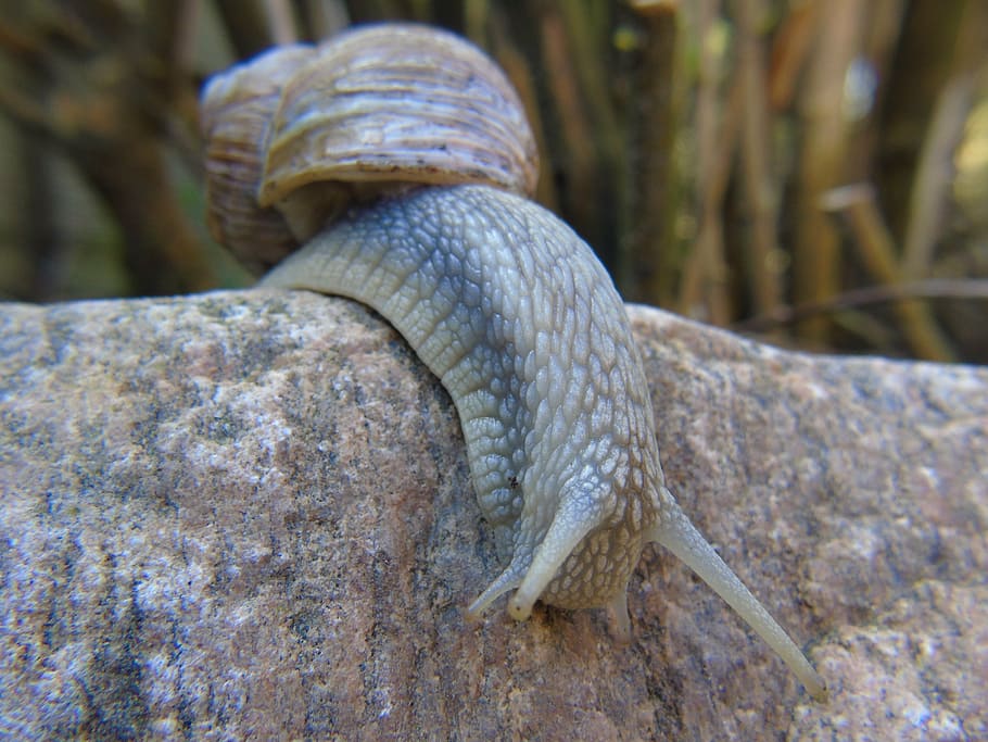 snail, shell, mucus, close, macro, slowly, crawl, mollusk, nature HD wallpaper