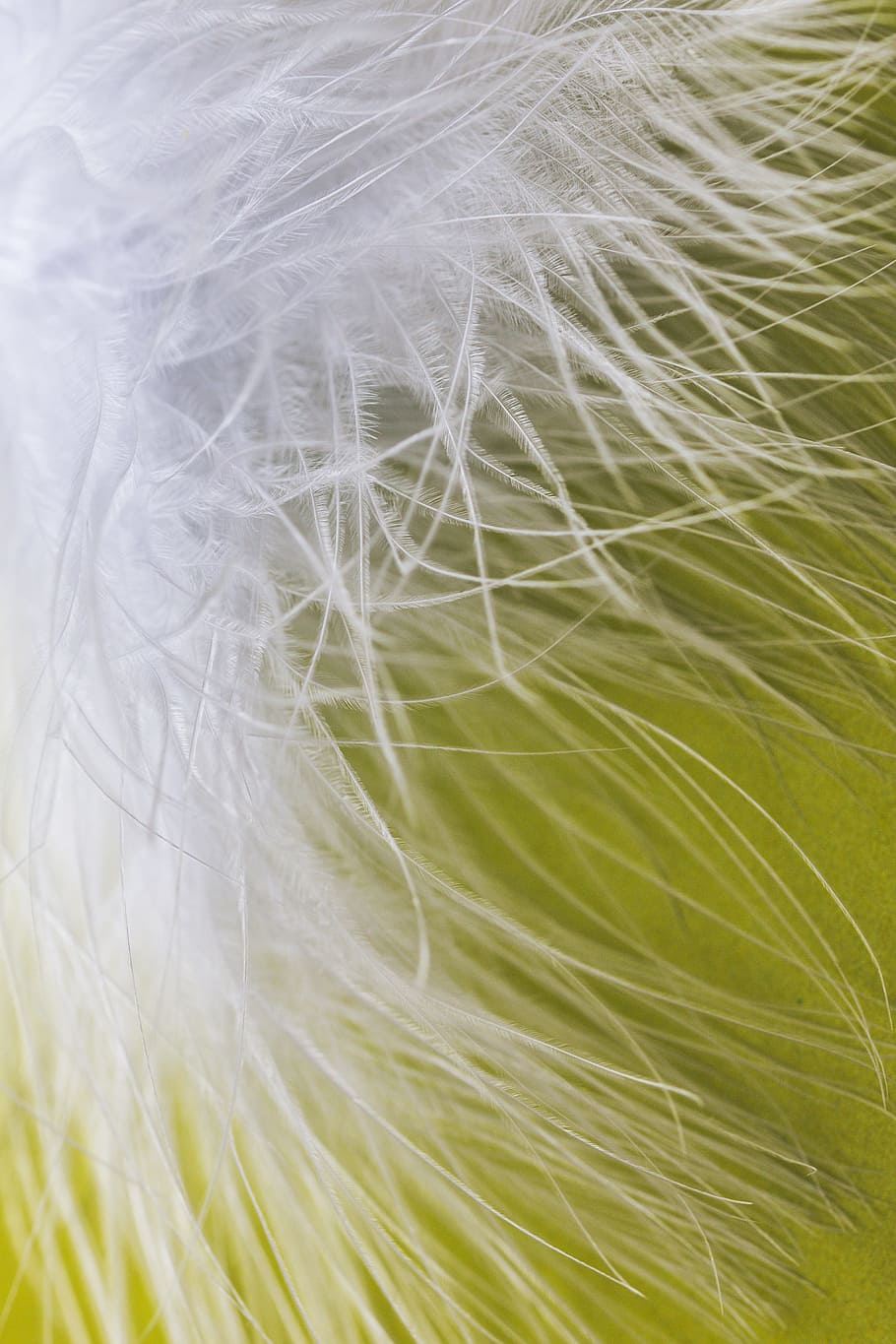 white feather, ease, airy, spring dress, bird feather, featherweight HD wallpaper