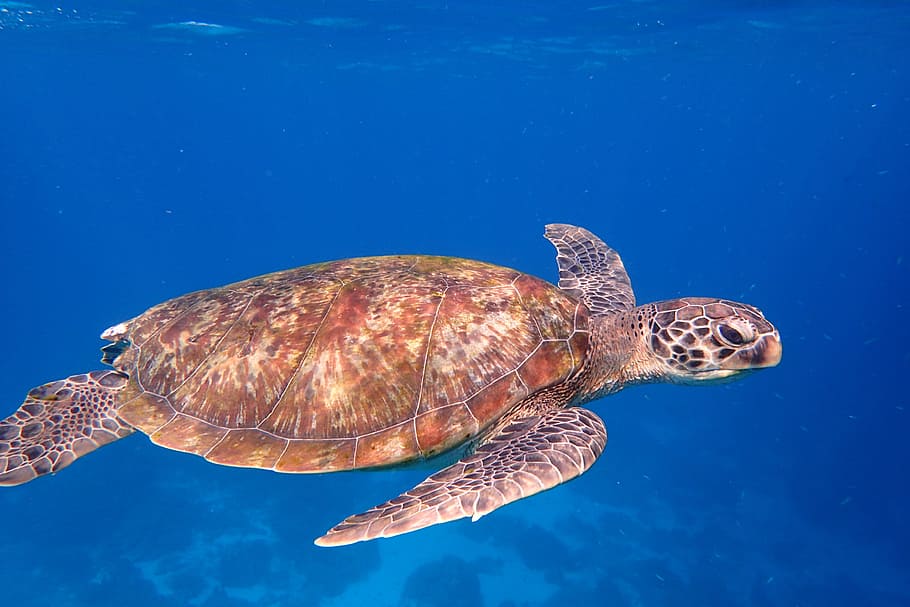 brown sea turtle, Ocean Life, one animal, animals in the wild HD wallpaper