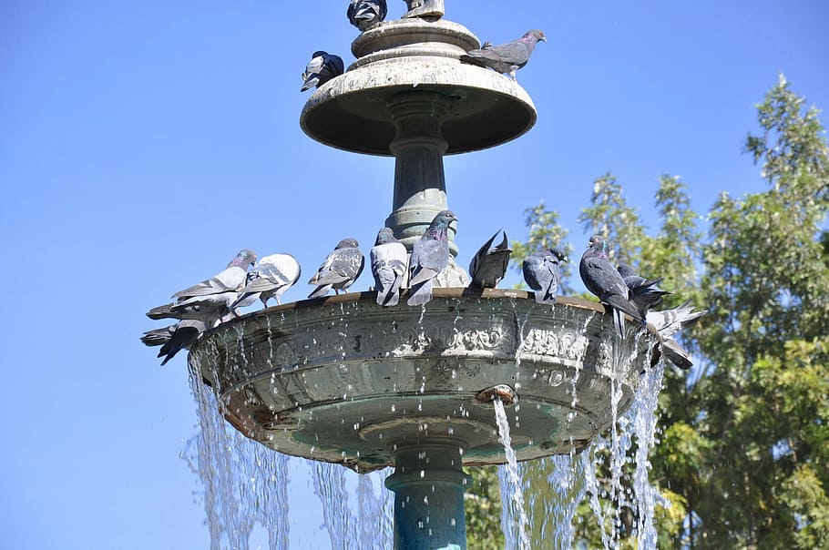 source, pigeons, pool, water, peru, hot, summer, thirsty, birds HD wallpaper