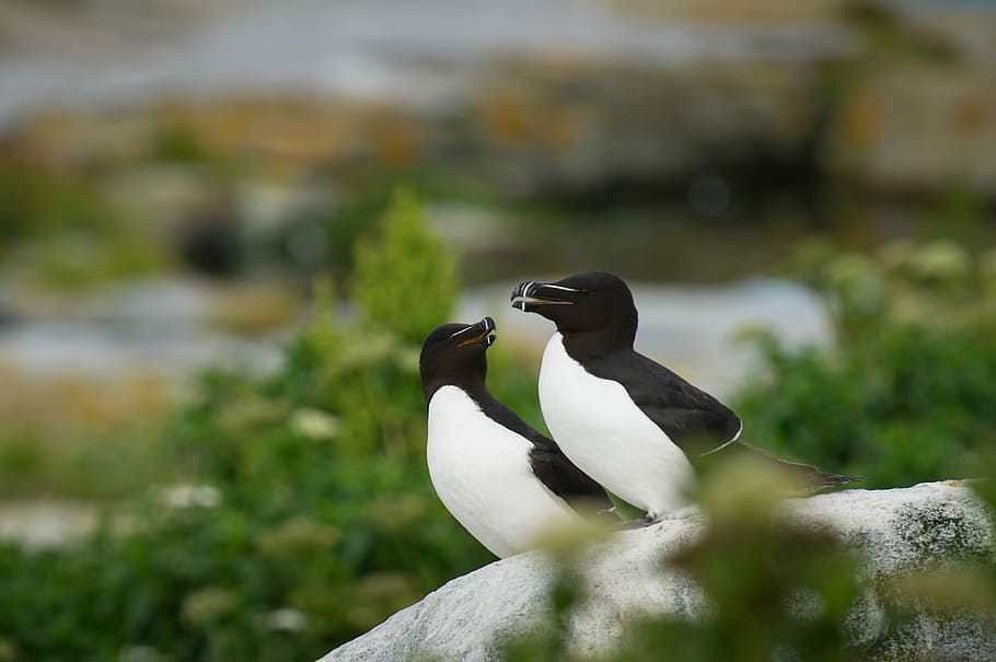 close-up photo of two white and black birds on stone, beak HD wallpaper
