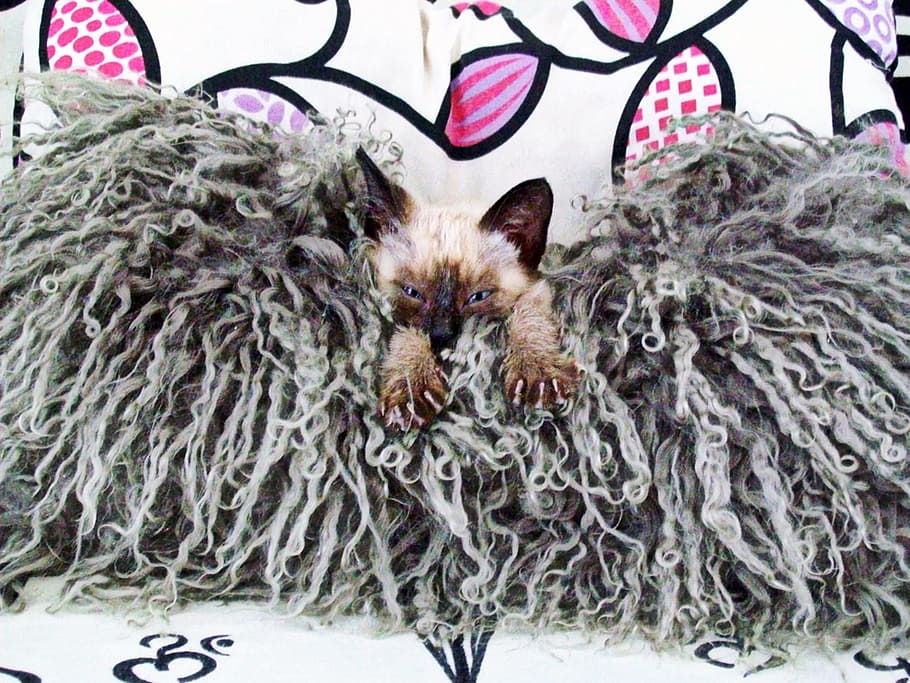 Cat, Pad, Decoration, domestic cat, pets, animal themes, one animal HD wallpaper