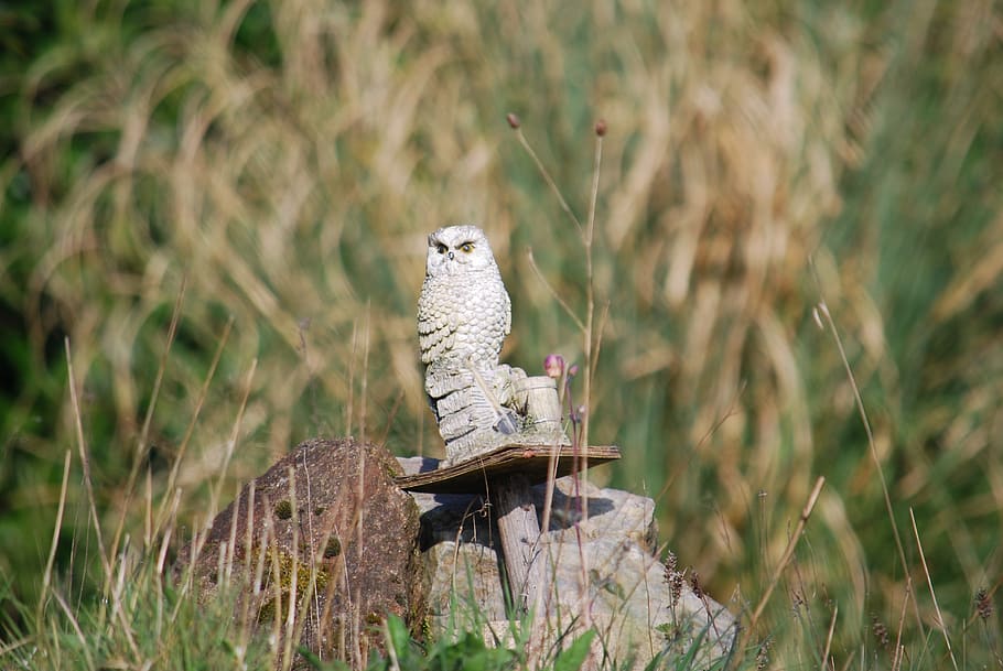 owl, statue, macro, animal, animal themes, animal wildlife HD wallpaper