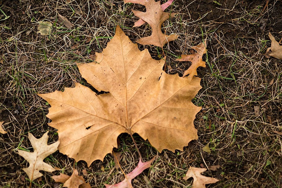 leaf, fall, nature, wood, flora, brown, plant part, autumn HD wallpaper