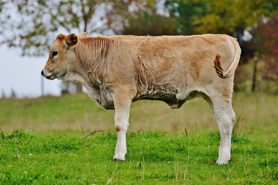 cows, allgäu, cute, ruminant, dairy cattle, pasture, animal HD wallpaper