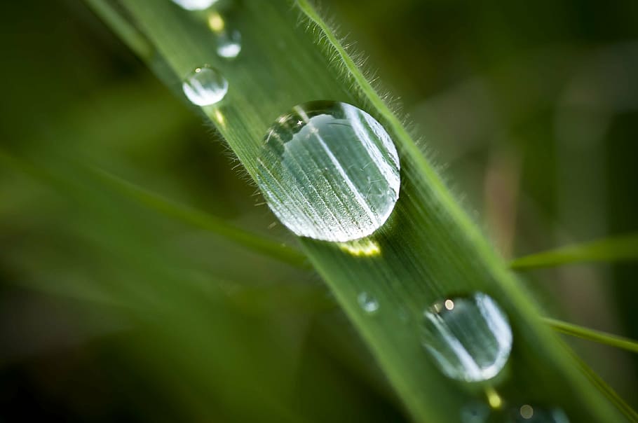 dew, detail, grass, sheet, macro, plant, leaf, plant part, green color HD wallpaper