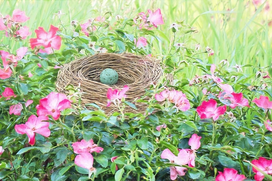 green bird egg on nest during daytime, bird nest, bird's nest, HD wallpaper