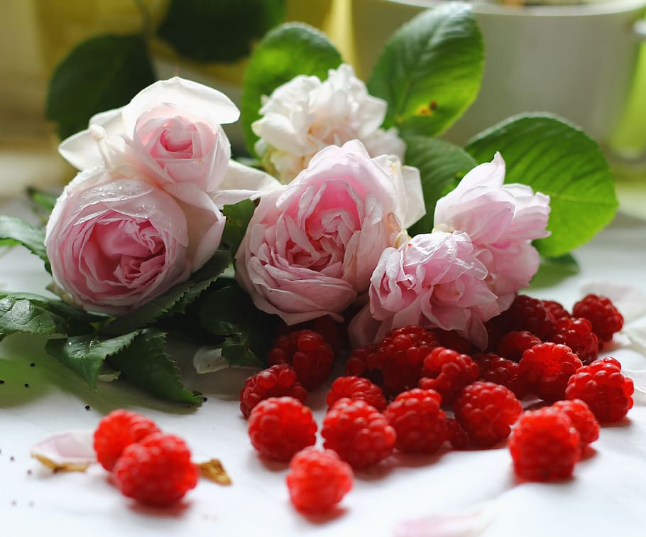 roses, raspberry, leaves, freshness, flower, flowering plant HD wallpaper