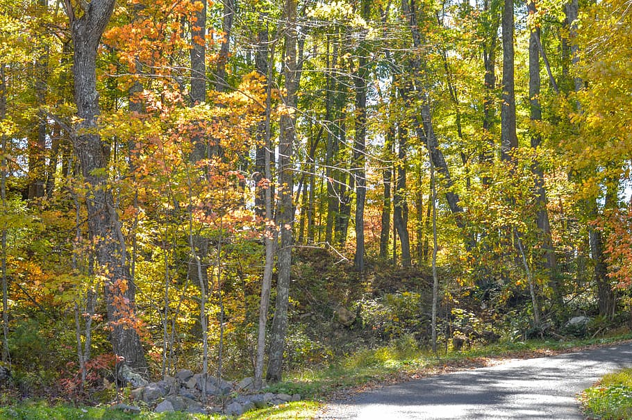 Lake, Autumn, Fall, Fall Foliage, landscape, nature, scene HD wallpaper