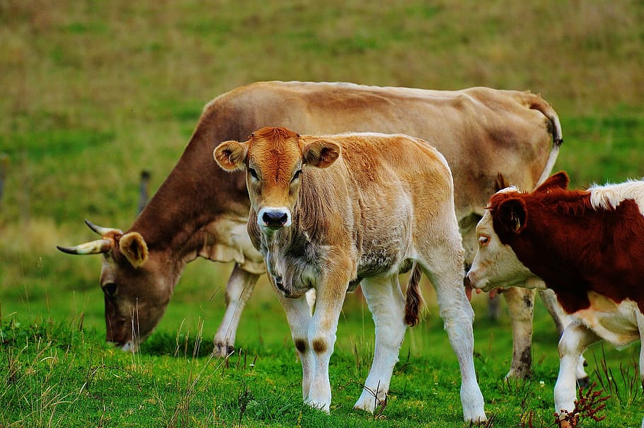 cow, allgäu, cows, cute, ruminant, dairy cattle, pasture, animal, HD wallpaper