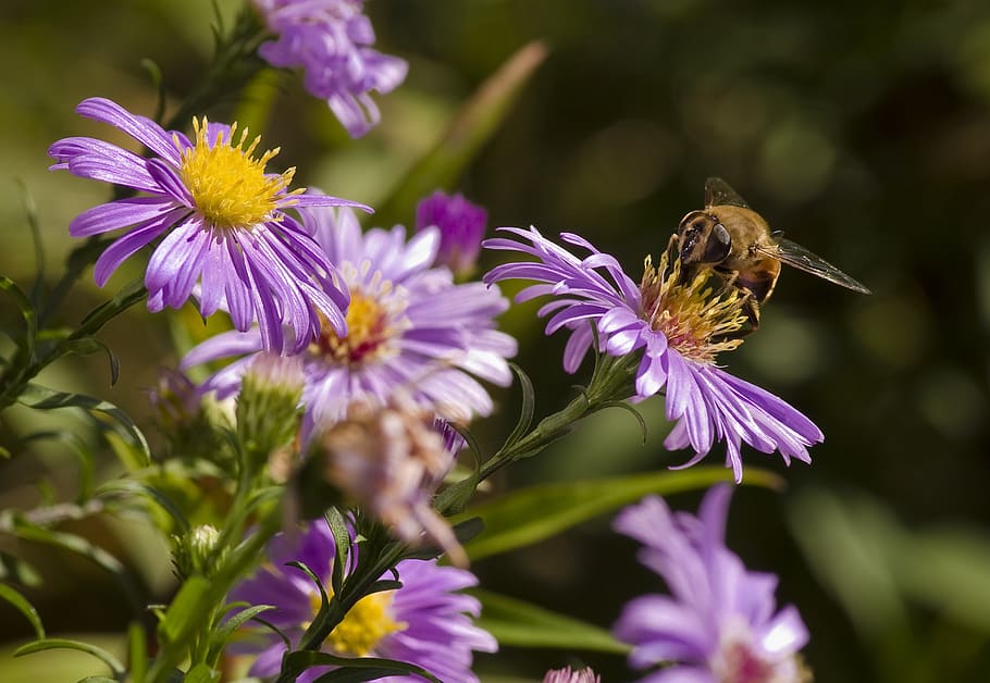aster, hoverfly, mimicry, violet, autumn, garden, blossom, bloom HD wallpaper