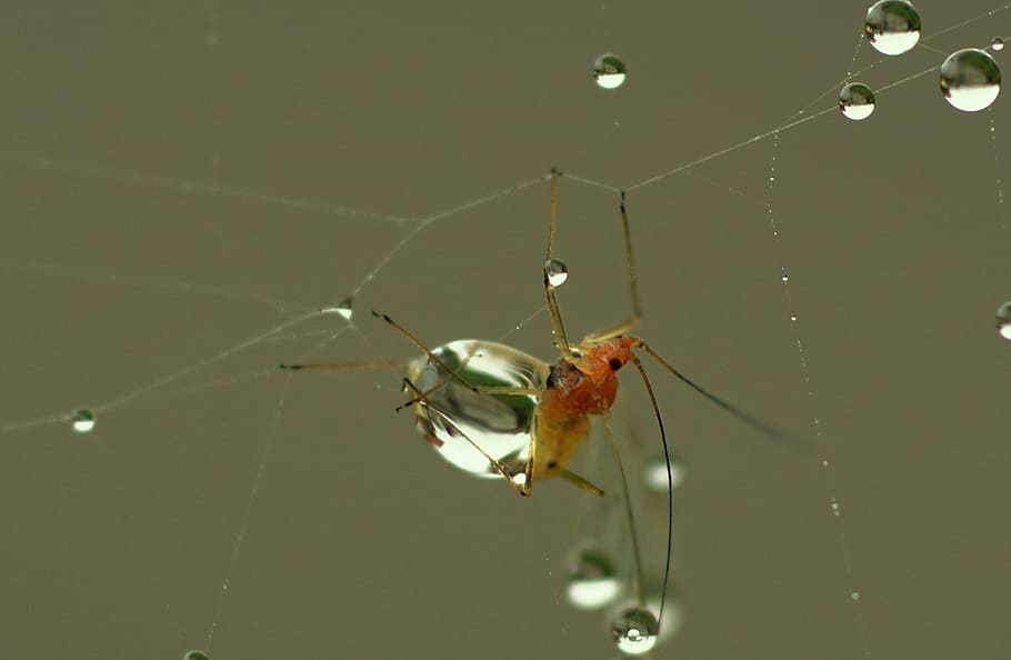 cobweb, dew, autumn, morgentau, network, moist, nature, dewdrop HD wallpaper