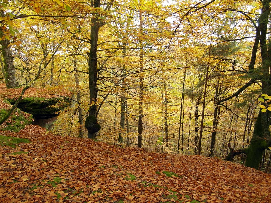 tree, emerge, autumn, forest, rock, colorful, yellow, golden HD wallpaper