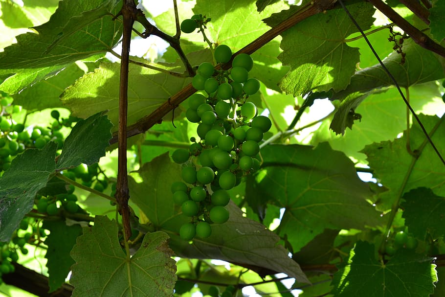 vine, grapes, green, leaves, cluster, parra, fruit, leaf, plant part, HD wallpaper