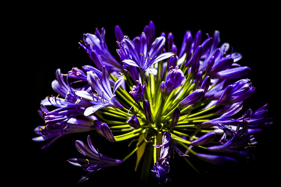 selective focus photo of purple cluster flower, shallow focus photography of purple flowers HD wallpaper