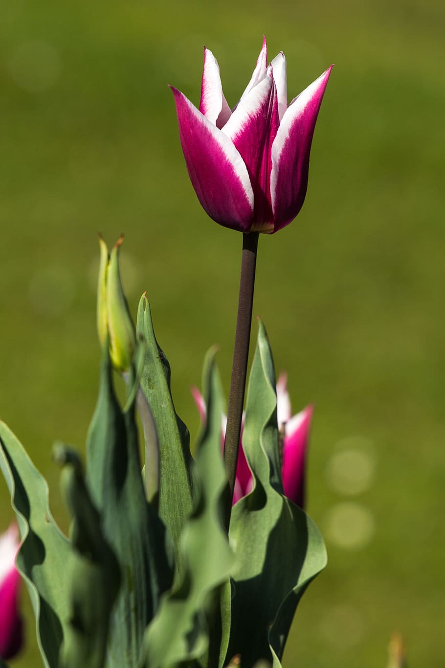 photography of pink and white flowers during day time, tulips HD wallpaper