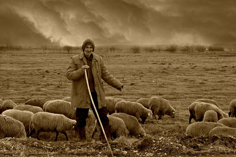 man holding stick surrounded by sheep, camacho, the flock, nomadic HD wallpaper