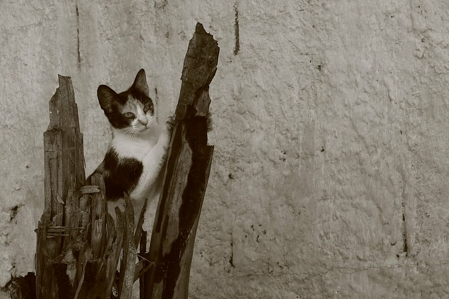 cat, claw, feline, one animal, animal themes, mammal, domestic animals HD wallpaper