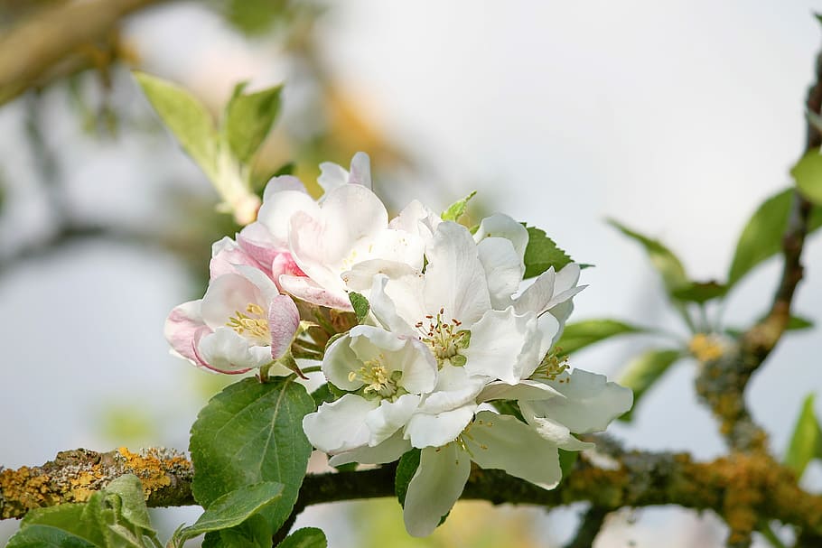 selective focus photo of white and pink flowers in tree branch HD wallpaper