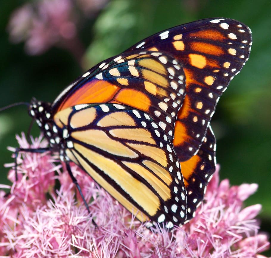 butterfly, monarch, insect, orange, wings, bug, wildlife, lepidoptera HD wallpaper