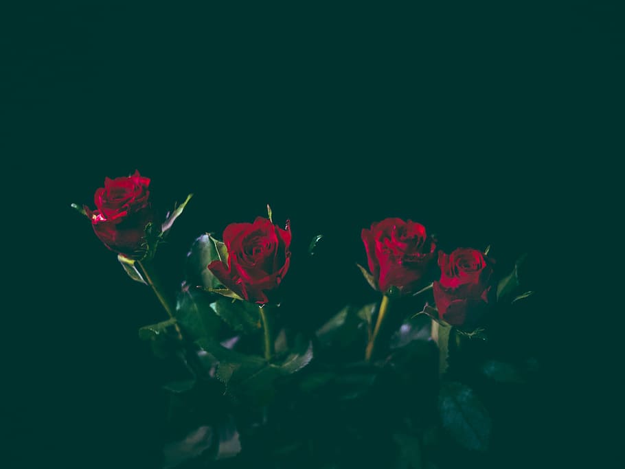 close-up photo of red rose flowers, petal, bloom, garden, plant HD wallpaper