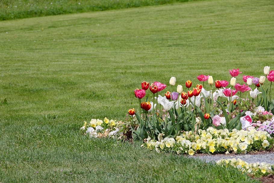 Tulips, Tulipa, tulpenzwiebel, breeding tulip, purple, white, HD wallpaper