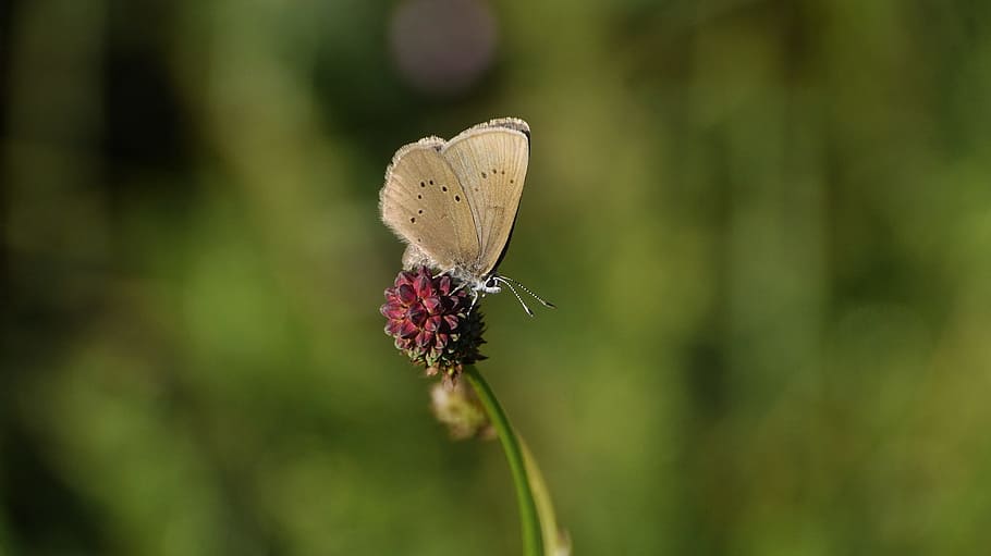 ameisenbläuling, butterfly, common blue, lycaenidae, nature, HD wallpaper