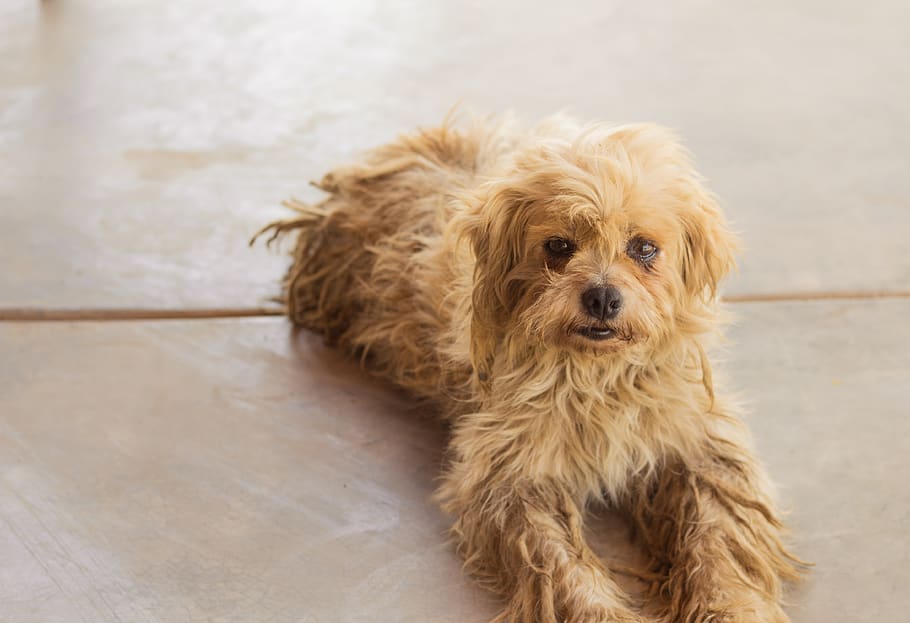 perro, adorable, animal, canine, dog, domestic, pets, one animal HD wallpaper