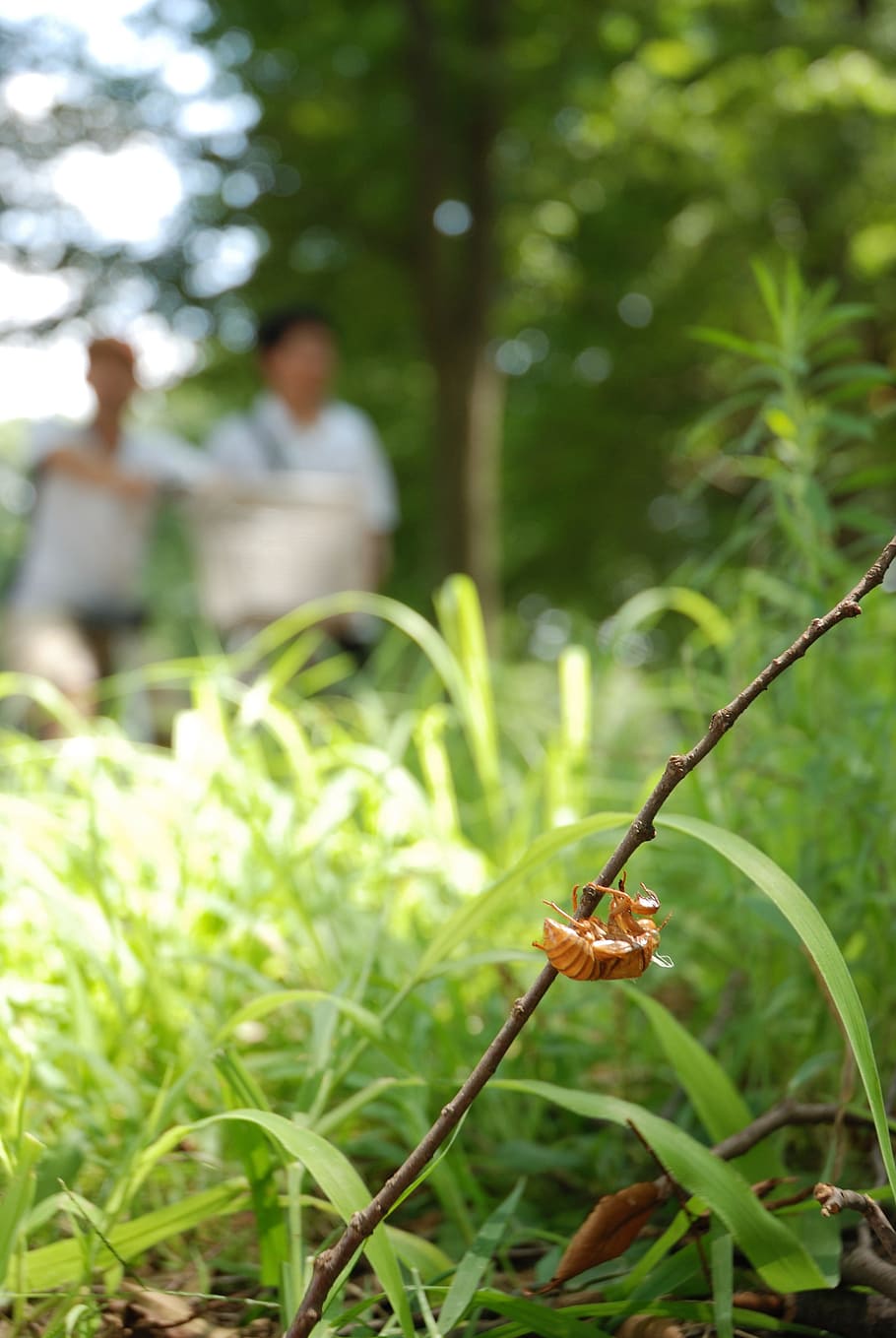 Cicada, Shell, Twig, Animal, Brown, exoskeleton, skin, bug, HD wallpaper