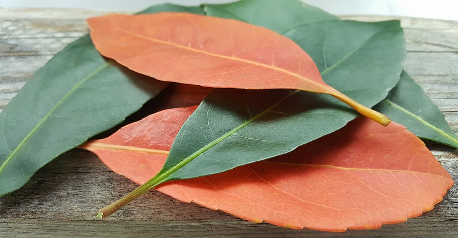 leaves, fall, fall colors, autumn, fall leaves, orange, green HD wallpaper