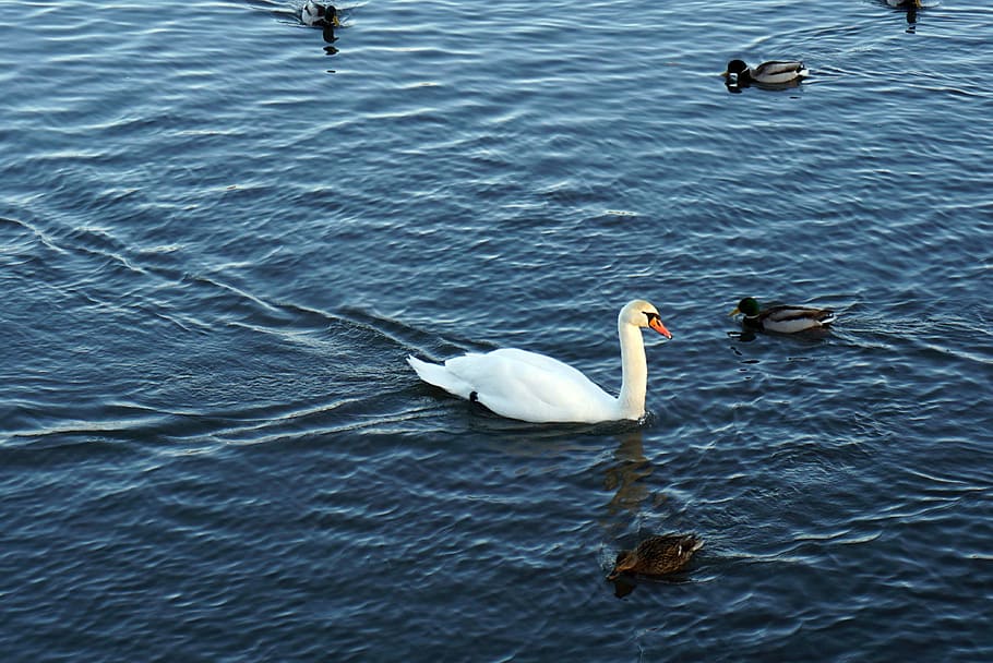 Swan, River, Ducks, animals in the wild, animal themes, bird HD wallpaper