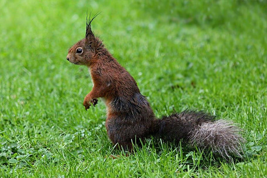 animal, mammal, squirrel, sciurus, foraging, garden, rain, wet HD wallpaper