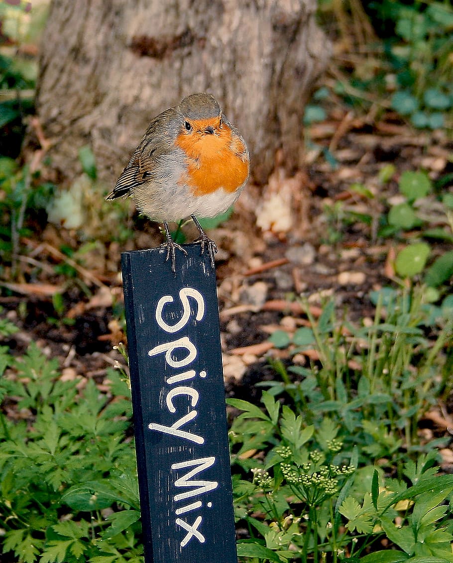 robin, redbreast, bird, rubecula, nature, wildlife, britain HD wallpaper